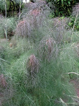 Bronze Fennel seed  Foeniculum vulgare 